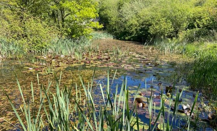 A pond surrounded by trees and covered in water lillys and reeds.